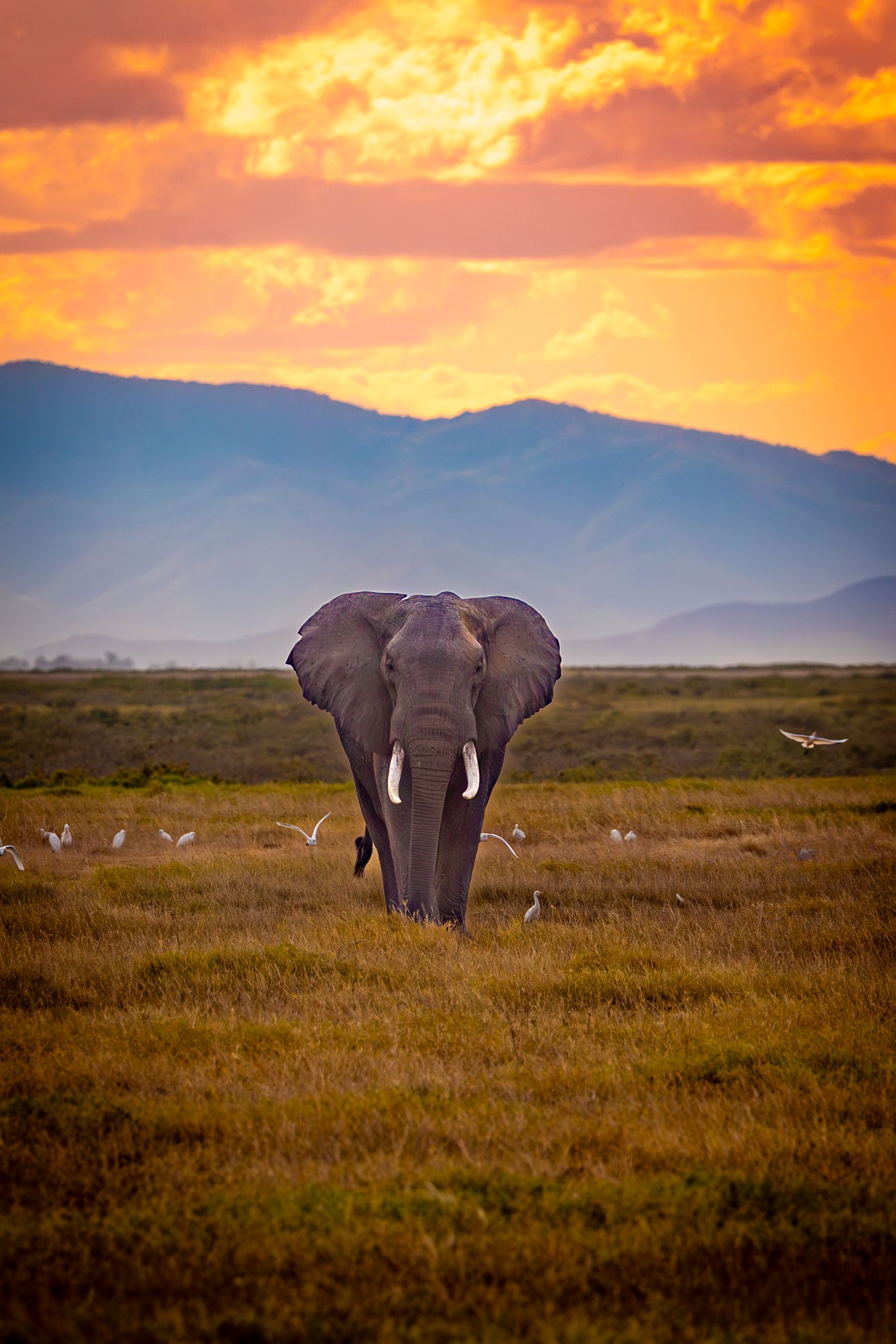 Giant Solo Epic Elephant at Sunset in the Foothills of Kilimanjaro 